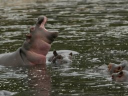 Western_Corridor_(Kirawira)2003-067